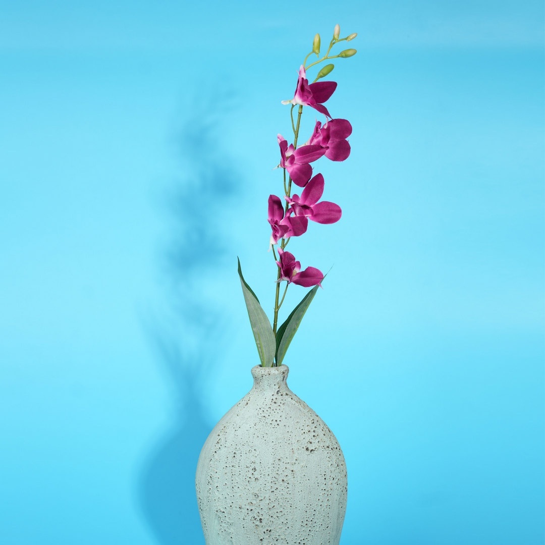 Fuzia Orchid